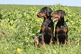 DOBERMANN 929